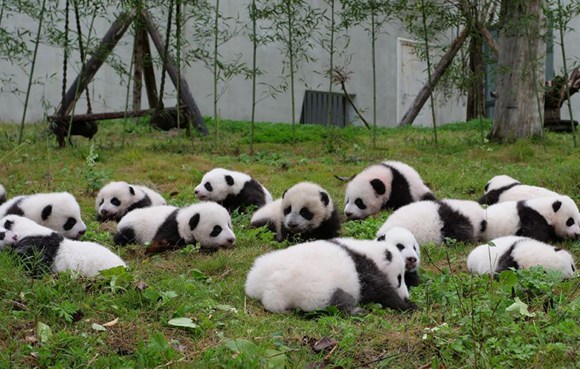 Panda cubs