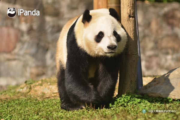 Panda Hua Bao (File photo)