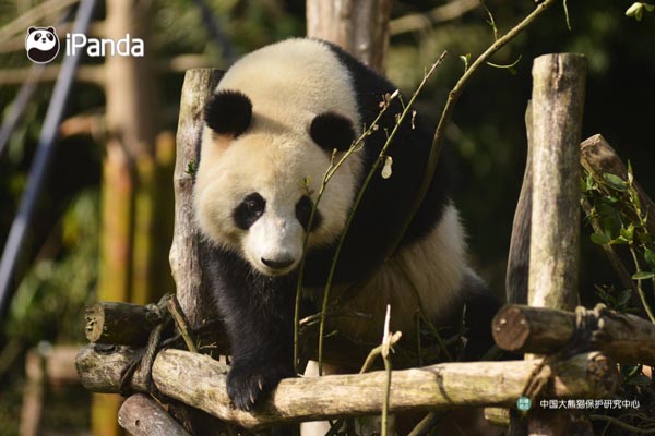 Panda Jin Bao Bao (File Photo)