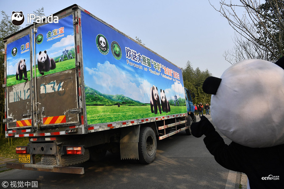 A pair of giant pandas have departed a panda base in Sichuan Province bound for Finland on a 15-year research project.