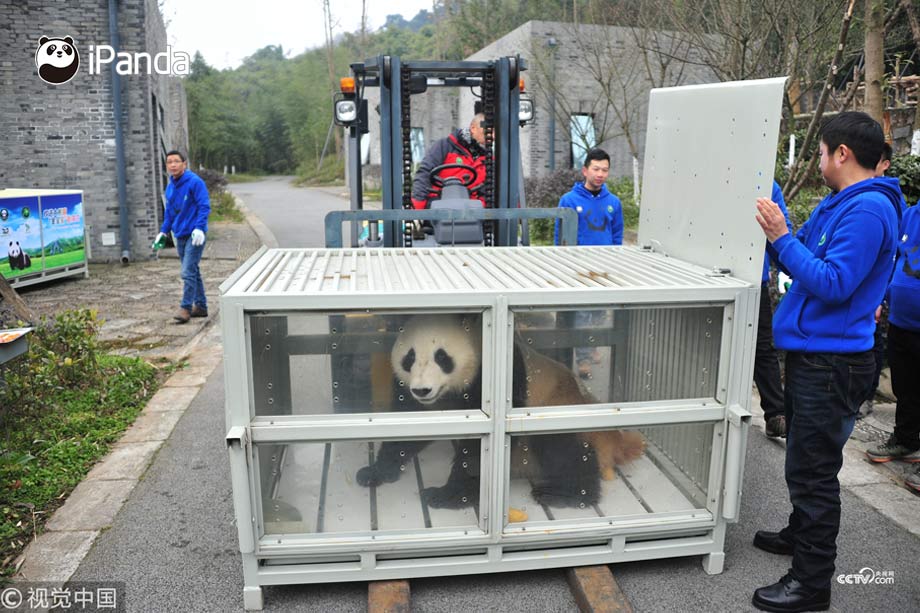 The two pandas have been given Finnish names. Hua Bao will be known as Pyry (snowfall) and Jin Baobao has been named Lumi (snow).