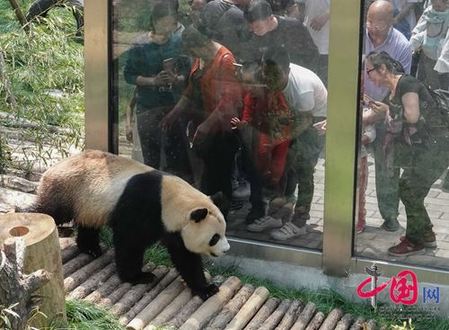 Visitors take photos of a giant panda at Qianling Mount Park on April 22. [Photo/china.com.cn]